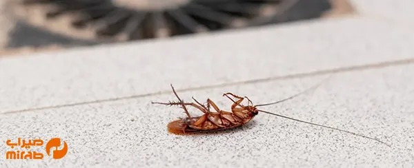 کفشور ضد سوسک